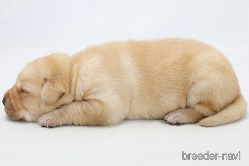 成約済の神奈川県のラブラドールレトリーバー-313747の4枚目